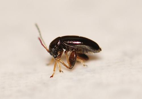 Réf. 320 350 : Longitarsus sp.